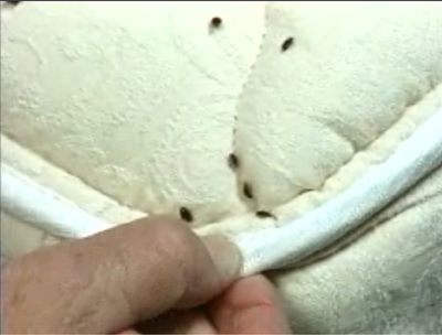 Getting Rid of Bed Bugs - They Are Tricky!